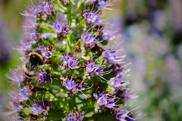 Bees in the Park Güell