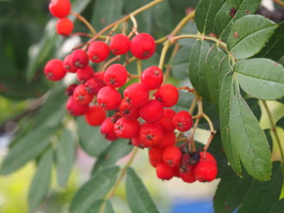 Quickbeam (Sorbus aucuparia) July 2019 Szczwcin Poland