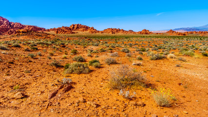 The bright red Aztec sandstone rock formations in the Valley of Fire State Park in Nevada, USA
