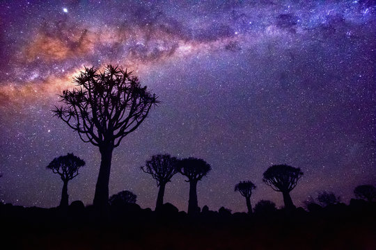 Quiver tree forest in Namibia