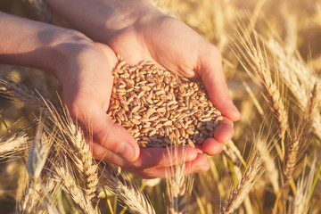 handful of ripe wheat seeds and golden sunny wheat field - obrazy, fototapety, plakaty