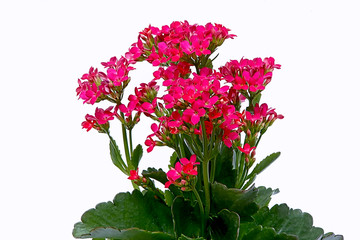  flaming Katy, Christmas kalanchoe, florist kalanchoe, Madagascar widow's-thrill