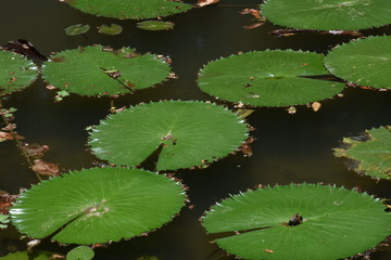 green water lily
