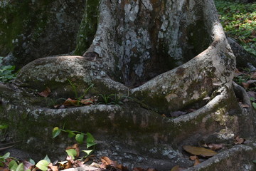 root in forest