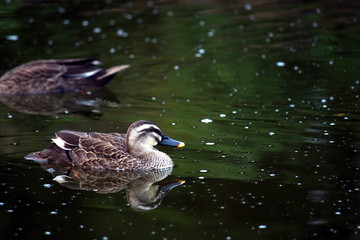 池のカルガモ