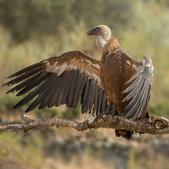 griffon vulture Gyps fulvus