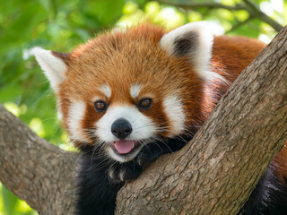 レッサーパンダ（王子動物園）