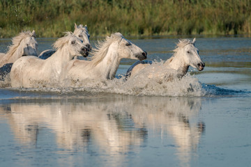 Obraz na płótnie Canvas Herd of white horses running though the water in a marsh. Image taken in the Camargue, France.