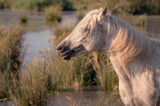 White horse standing in a marsh with the wind blowing through its mane.  Image taken in Camargue, France.