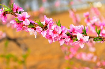 In full bloom in the peach blossom