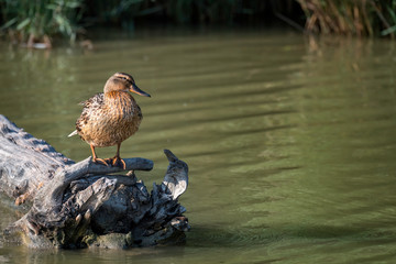 Female mallard sitting on a tree stump in a pond.  Image taken at the Parc Ornithologique du Pont de Gau in Camargue, France.