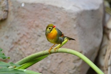The outdoor fringillidae birds in the park