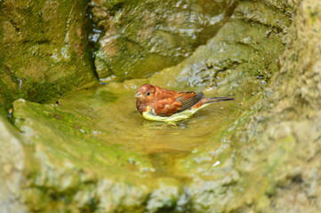 The outdoor fringillidae birds in the park