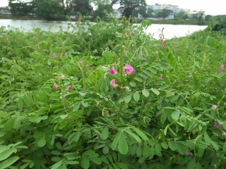 flowers in the garden