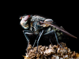 Exotic Drosophila Fly Diptera Parasite Insect on Plant on Dark Background