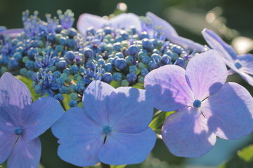 ６月の花紫陽花には実はカタツムリは登らない！！