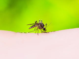 Encephalitis, Yellow Fever, Malaria Disease, Mayaro or Zika Virus Infected Culex Mosquito Parasite Insect Macro on Green Background