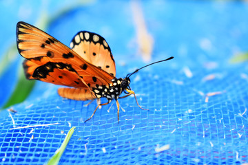 butterfly on leaf