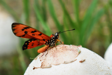 butterfly on a flower