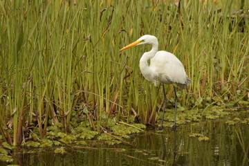 Pasos elegantes de la Ardea alba-Elegant steps of the Ardea alba