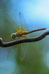 Allphotokz Dragonfly 20080706 5960 1DM3