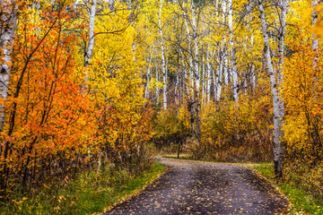 Road Through Autumn Aspens