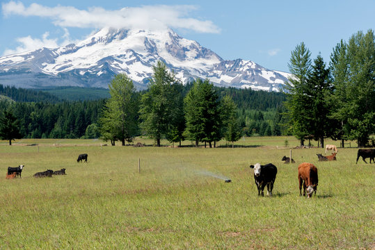 A Cow Watching, Parkdale, Oregon