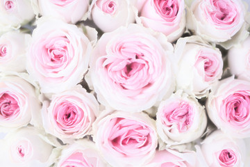 淡いピンクのバラ　背景素材