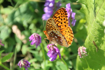 Butterfly Resting On The Flower, Pylypow Wetlands, Edmonton, Alberta
