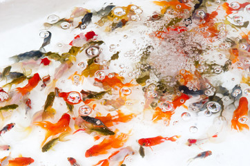 夏祭りの金魚すくい