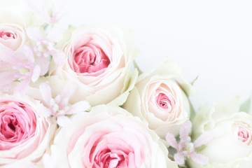 淡いピンクのバラ　背景素材