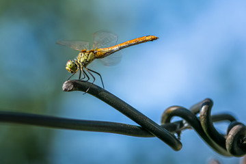 Allphotokz Dragonfly 20080802 2727 5D