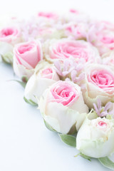 淡いピンクのバラ　背景素材