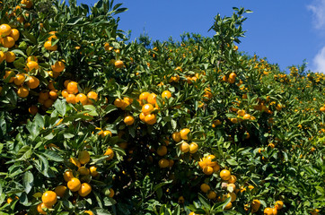 秋空とみかんの木