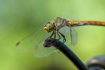 Allphotokz Dragonfly 20080802 2734 5D