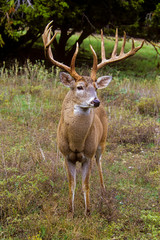 Rutting Buck