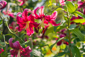 Bumble bees on giant pink lily flowers