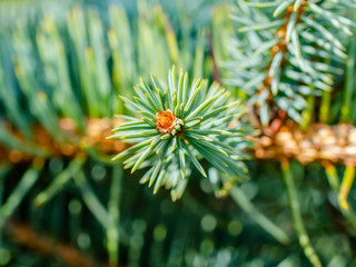 Naklejka na ściany i meble Green Pine Tree Sprout Pollen Macro