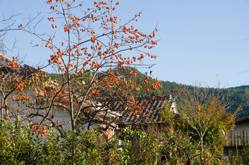 夕暮れ隣の柿の木