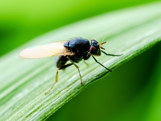 Colorful Blue Fly Drosophila Diptera Insect on Green Grass Macro