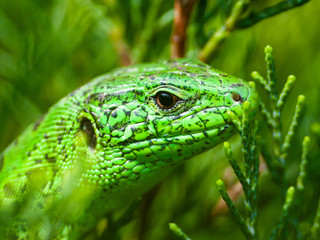 Male Lacerta Agilis Sand Lizard Reptile Animal Macro Portrait Close-up