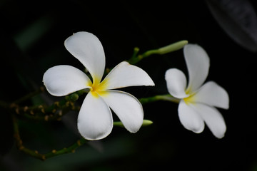 Plumeria flowers planted in the backyard Start to bloom and the color looks beautiful and refreshing.