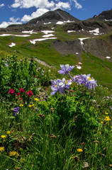 Stony Pass Wildflowers