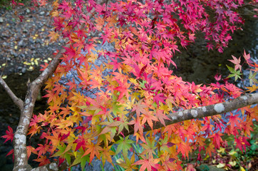 紅葉（もみじ）
