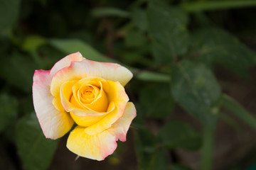 Yellow flower among green leaves