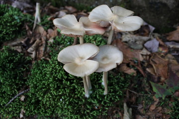 Mushroom on Moss