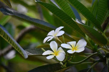 Fototapeta na wymiar Plumeria flowers planted in the backyard Start to bloom and the color looks beautiful and refreshing.