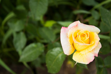 Yellow flower among green leaves
