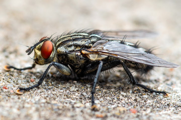 Diptera Meat Fly Insect On Rock