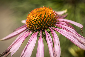 Macro of a purple coneflower.